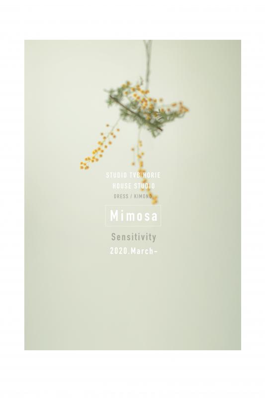 生花撮影 "Mimosa"の画像